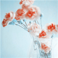 花朵绽开的美丽 阿宝色美丽花朵