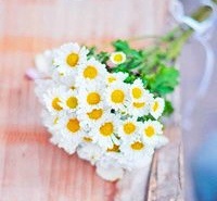 春暖花开时 唯美头像