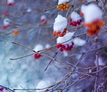 唯美雪景意境电脑壁纸图片