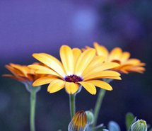 Lomo小清新风格花卉摄影图片壁纸