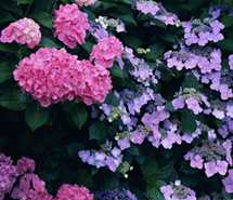 唯美浪漫紫色花卉高清壁纸