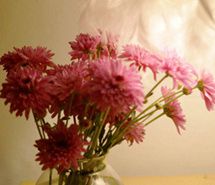 唯美鲜花摄影桌面壁纸 唯美鲜花摄影桌面壁纸