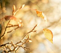 唯美小清新花卉壁纸图片欣赏