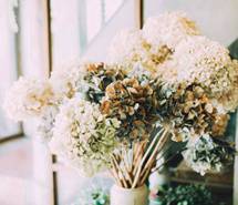 花卉摄影图片电脑桌面壁纸