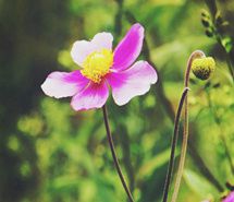 胶片lomo野棉花朵手机壁纸