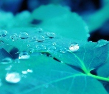 花系森系电脑壁纸