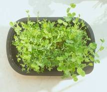 植物系列高清电脑壁纸 植物系列高清电脑壁纸