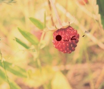 小清新高清电脑壁纸