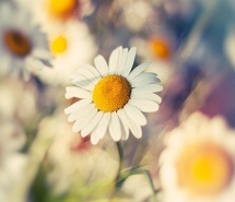 高清花卉类电脑壁纸