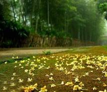 意境芳香桂花雨唯美摄影图片