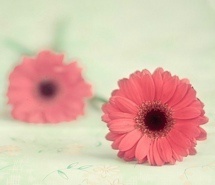 爱情的盛开就在那一瞬间 意境花豆唯美图片