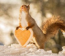 浪漫唯美好甜蜜可爱松鼠情人节 微信背景图片