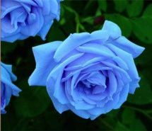 天空般的蓝蓝色妖姬 鲜花唯美摄影图片 天空般的蓝蓝色妖姬 鲜花唯美摄影图片