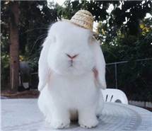 一场烟花醉，几处薄凉语