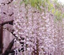 紫藤花开    唯美梦幻紫藤花风景