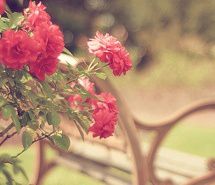 风里有花香，身边有最爱的人  唯美图片