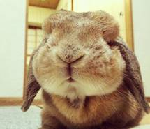 嘿，兔子！你的眼睛呢？