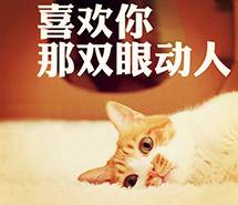 带字的唯美可爱猫咪萌系纯净可爱图片