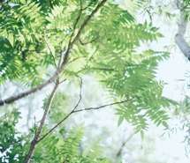 夏日小清新文艺美图ipad壁纸