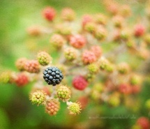 山不在高    微信背景图片