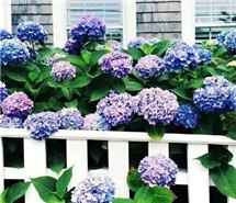 绣球花的花语是希望