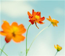 错过一场花开,还有清风在等待 错过一场花开,还有清风在等待