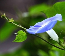 牵牛花高清摄影桌面壁纸