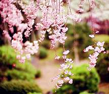 花开成海,思念成灾 花开成海,思念成灾