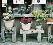 心中永远的春天  唯美清新花艺图片