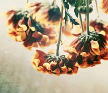 唯美素材浪漫花朵的小清新图片