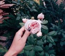 花卉系列摆拍清新唯美图片