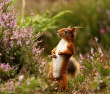 可爱松鼠图片壁纸