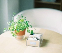 那些可爱的小盆栽 清新唯美图片