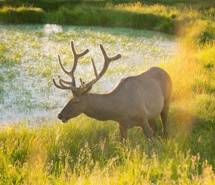 草地上的麋鹿桌面壁纸 草地上的麋鹿桌面壁纸