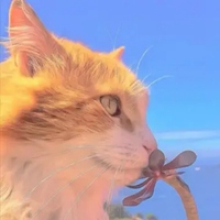 可爱喵星人 治愈系唯美图片 可爱喵星人 治愈系唯美图片