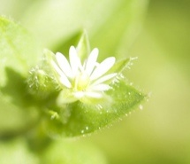 花开不语，花落无言 唯美花朵图片