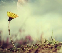 清新暖色花卉唯美图片大全