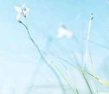 夏日清新唯美图片背景 夏日清新唯美图片背景