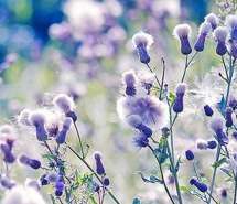 那些花儿唯美意境图片