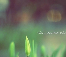 唯美植物与文字