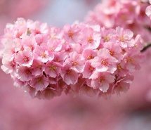 花朵让我对生活充满了热情