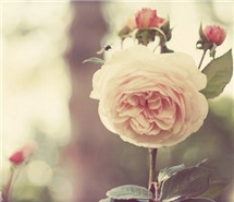 是否零落朵朵繁花的情义 是否零落朵朵繁花的情义