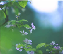 如花似梦,花轻似梦 如花似梦,花轻似梦