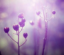 唯美图片鲜花图片小清新图片森系治愈系图片 唯美图片鲜花图片小清新图片森系治愈系图片