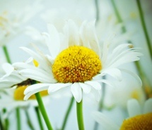 好看的花卉唯美壁纸