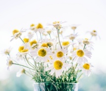 好看的花卉待机壁纸