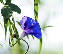 小清新牵牛花植物图片电脑高清壁纸