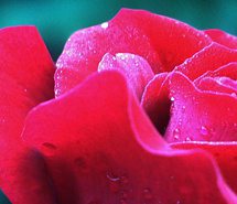 唯美玫瑰手机壁纸