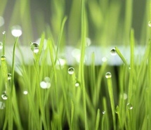 晶莹的露珠图片