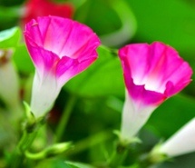 牵牛花摄影桌面壁纸